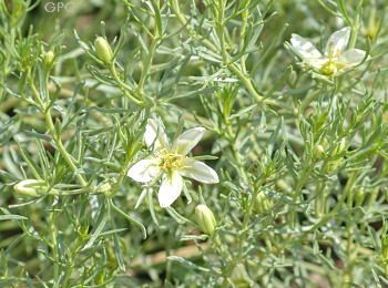Name:  peganum_harmala.jpg
Views: 17638
Size:  36.7 KB