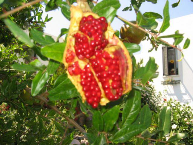 Name:  Picture 010.jpg
Views: 1325
Size:  58.9 KB