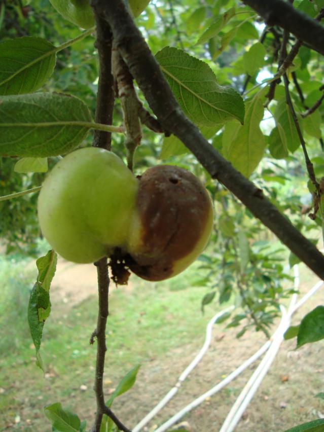Name:  iek ve Meyvede (Geriye Kalanlar)03.jpg
Views: 2147
Size:  70.1 KB