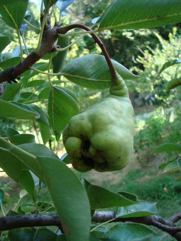 Name:  iek ve Meyvede (Geriye Kalanlar)04.jpg
Views: 1353
Size:  72.4 KB