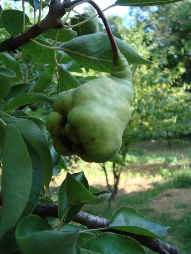 Name:  iek ve Meyvede (Geriye Kalanlar)05.jpg
Views: 1092
Size:  70.8 KB