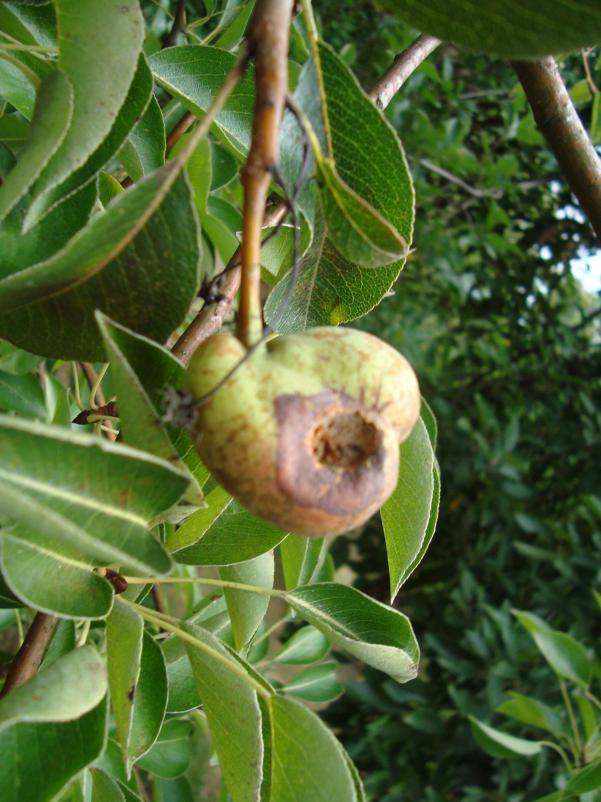 Name:  iek ve Meyvede (Geriye Kalanlar)16.jpg
Views: 350
Size:  72.9 KB