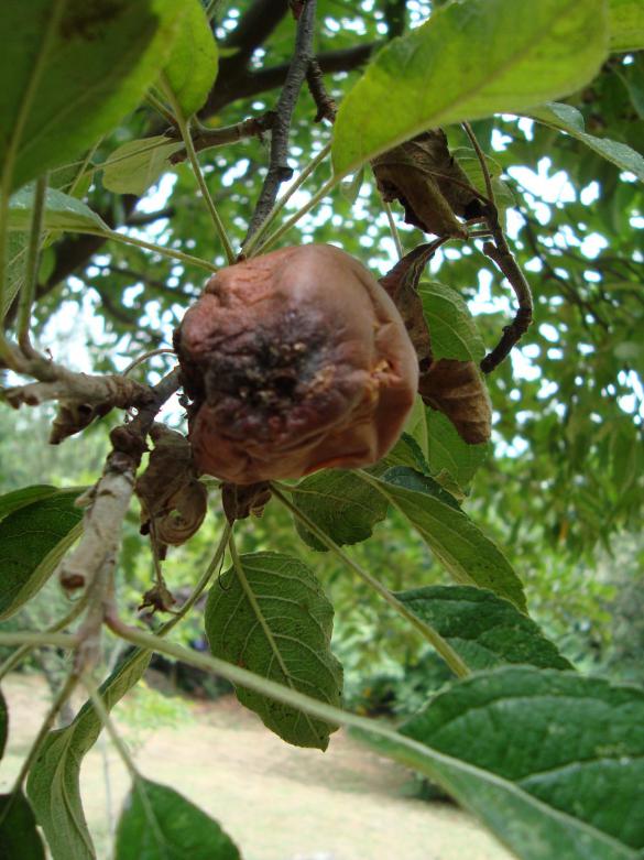 Name:  iek ve Meyvede (Geriye Kalanlar)19.jpg
Views: 2171
Size:  73.7 KB