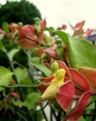 Name:  redbirdplant320.jpg
Views: 4063
Size:  18.6 KB