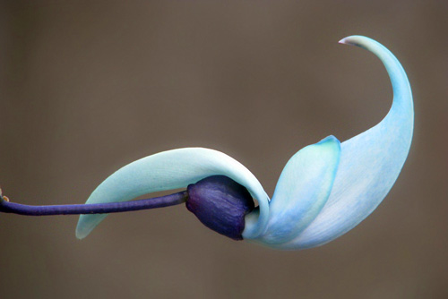 Name:  Strongylodon macrobotrys jade vine.jpg
Views: 3894
Size:  46.5 KB