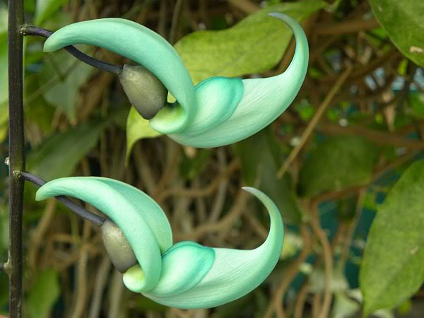 Name:  Strongylodon macrobotrys jade vine2.jpg
Views: 5454
Size:  33.9 KB