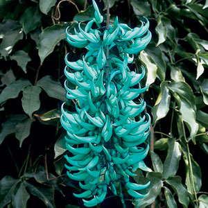Name:  R1781-strongylodon.jpg
Views: 3763
Size:  40.8 KB