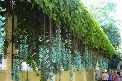 Name:  Strongylodon macrobotrys jade vine3.jpg
Views: 11037
Size:  45.9 KB