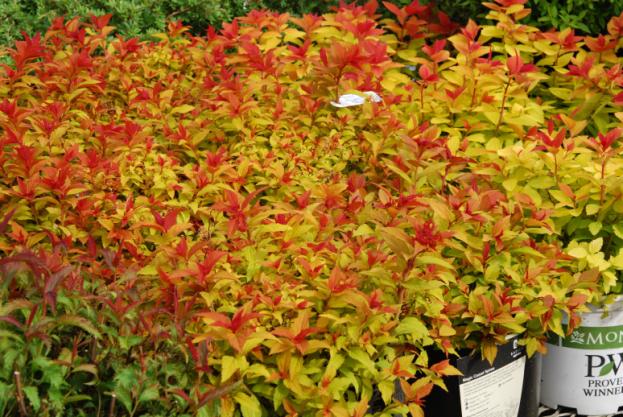 Name:  DSC_2016.jpg
Views: 1496
Size:  70.7 KB
