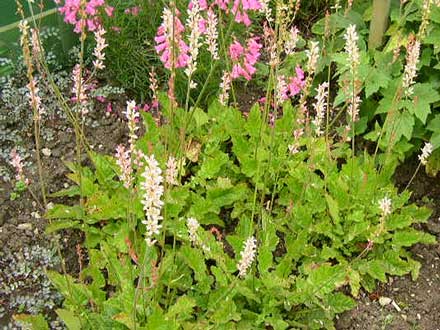 Name:  Francoa-sonchifolia.jpg
Views: 2333
Size:  44.9 KB