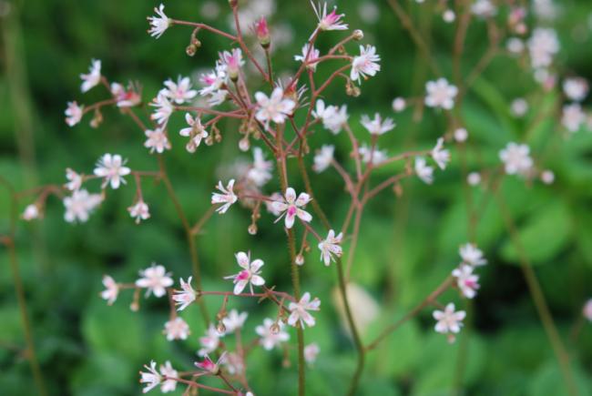 Name:  DSC_2055.jpg
Views: 1169
Size:  35.8 KB