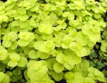 Name:  DETA-211.jpg
Views: 3647
Size:  6.0 KB