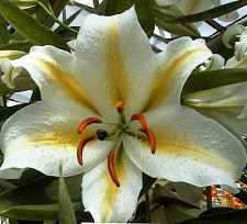 Name:  Lilium_auratum.jpg
Views: 3608
Size:  7.1 KB