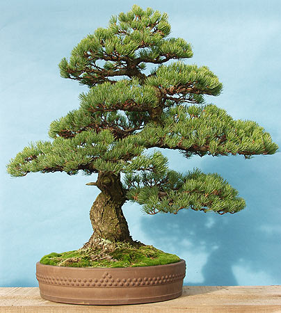 Name:  pinus_parviflora_2004_10[1].jpg
Views: 22203
Size:  56.8 KB