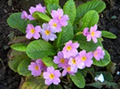 Name:  DSCN5784.JPG
Views: 7888
Size:  19.2 KB