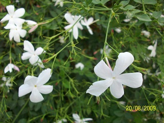 Name:  yasemin.jpg
Views: 11153
Size:  61.4 KB