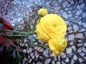 Name:  sarisakayik1.jpg
Views: 8583
Size:  51.4 KB