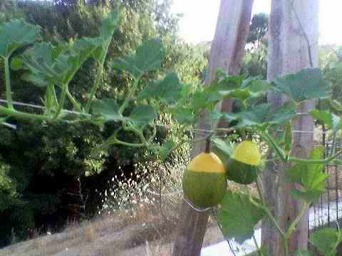 Name:  Image(342).jpg
Views: 1428
Size:  20.7 KB