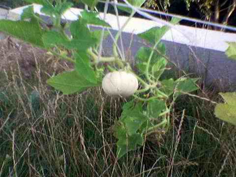 Name:  Image(345).jpg
Views: 1365
Size:  22.7 KB