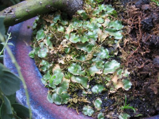 Name:  yosunlar 002.jpg
Views: 22242
Size:  64.2 KB