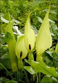 Name:  arum_zambagi.jpg
Views: 3433
Size:  17.3 KB