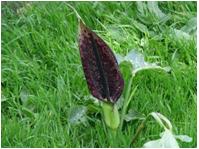 Name:  t cuckoopint.jpg
Views: 2834
Size:  9.9 KB