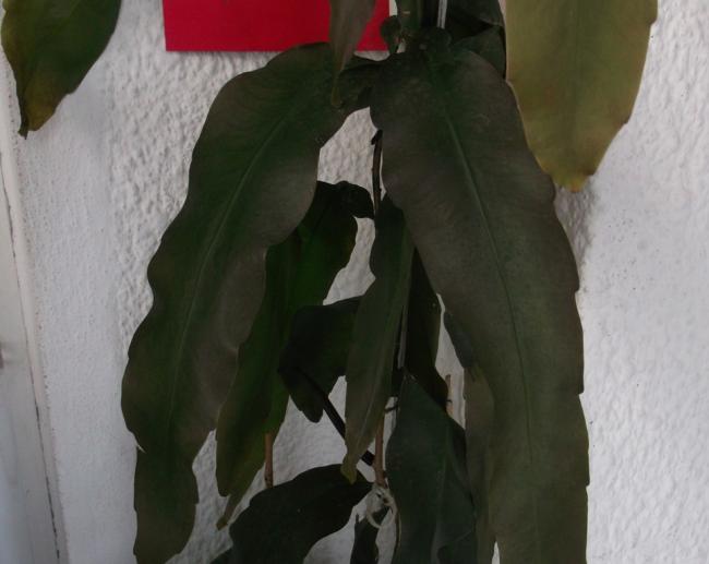Name:  DSCF6474.jpg
Views: 2160
Size:  31.3 KB