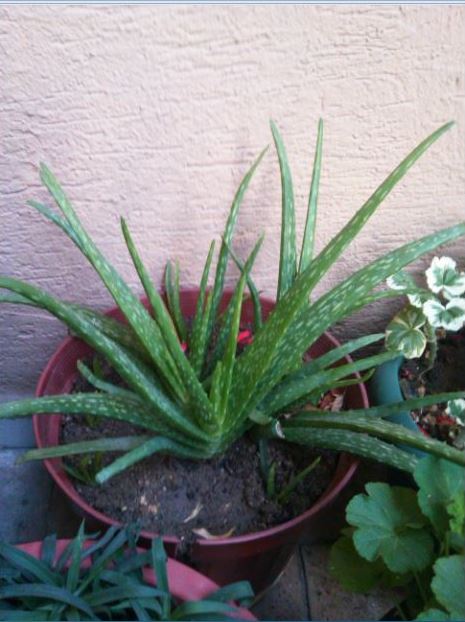 Name:  Ekran Alnts8.JPG
Views: 1780
Size:  57.5 KB