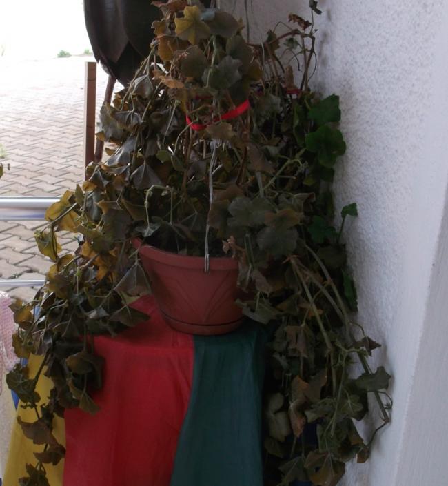 Name:  DSCF6468.jpg
Views: 2287
Size:  53.9 KB