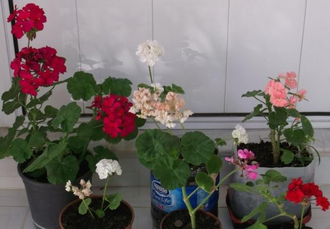 Name:  DSCF4913.jpg
Views: 1649
Size:  36.9 KB
