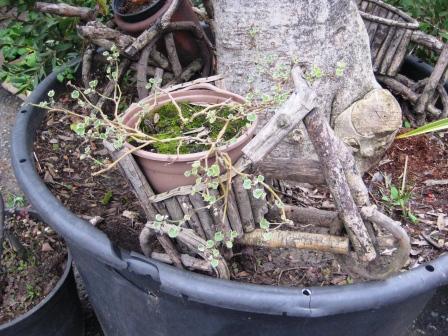 Name:  aralk2008 133.jpg
Views: 20456
Size:  45.8 KB