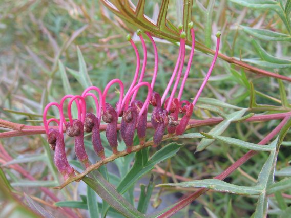 Name:  Grevillea 001.jpg
Views: 2592
Size:  57.8 KB