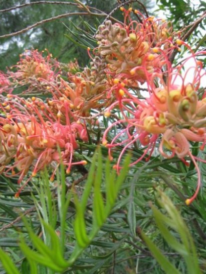 Name:  Grevillea 002.jpg
Views: 2401
Size:  64.4 KB