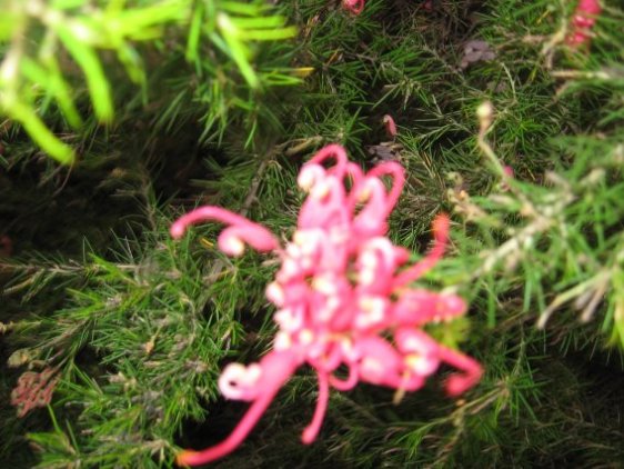 Name:  Grevillea 003.jpg
Views: 2336
Size:  63.6 KB