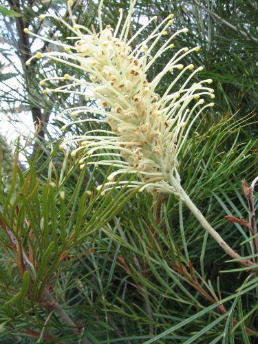 Name:  Grevillea 004.jpg
Views: 2340
Size:  69.9 KB
