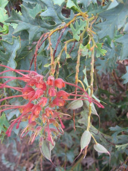 Name:  Grevillea 005.jpg
Views: 2351
Size:  63.4 KB