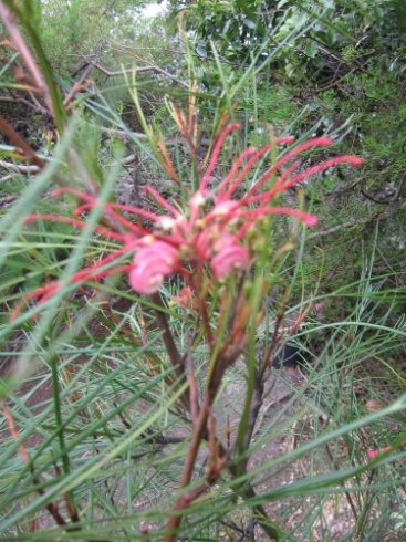 Name:  Grevillea 006.jpg
Views: 2407
Size:  60.6 KB