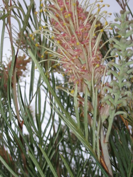 Name:  Grevillea 007.jpg
Views: 2309
Size:  69.8 KB