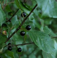 Name:  ac cehre bitkisi.jpg
Views: 73067
Size:  8.9 KB