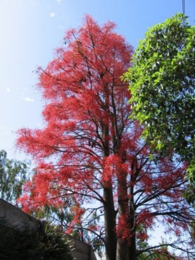 Name:  flame tree 002.jpg
Views: 3220
Size:  63.2 KB