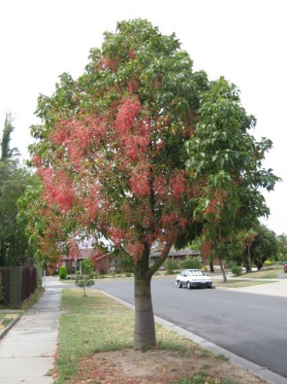 Name:  flame tree 003.jpg
Views: 4587
Size:  59.3 KB