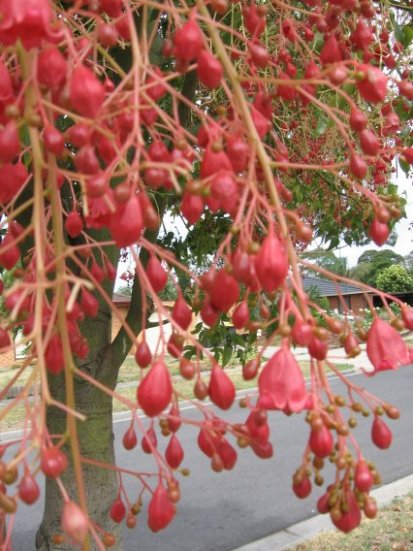 Name:  flame tree 004.jpg
Views: 2445
Size:  63.7 KB