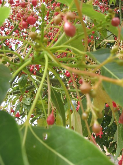 Name:  flame tree 005.jpg
Views: 2433
Size:  67.6 KB