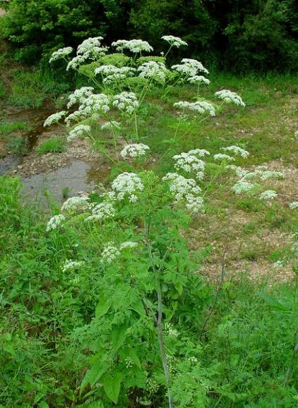 Name:  Conium_maculatum_plant.jpg
Views: 27446
Size:  69.0 KB
