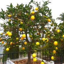 Name:  download.jpg
Views: 11735
Size:  15.7 KB