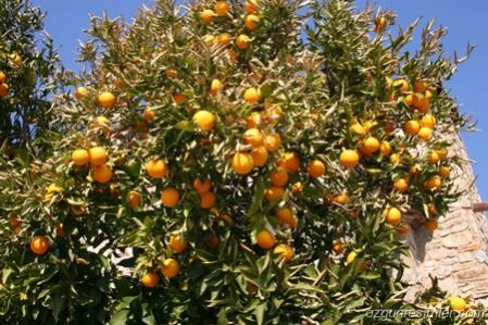 Name:  orange-tree.jpg
Views: 12186
Size:  43.8 KB