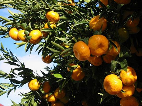 Name:  mandalina-agaci.jpg
Views: 12396
Size:  51.9 KB