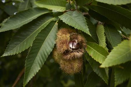 Name:  96733363-castanea-sativa-tree.jpg
Views: 12221
Size:  20.5 KB