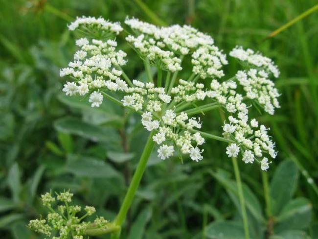 Name:  baldiran-otu-zehirlenmesi-conium-maculatum-l.jpg
Views: 380
Size:  45.9 KB