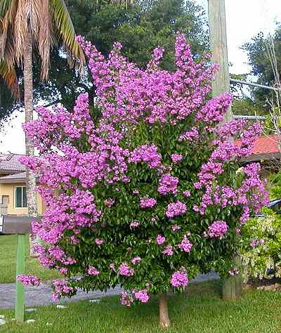 Name:  Bougainvillea_arborea-bush.jpg
Views: 9271
Size:  42.3 KB